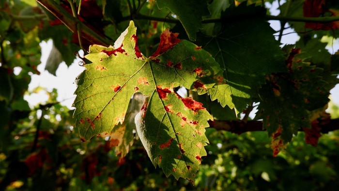 Grape leaves damaged by fungus favoured by a combination of drought followed by torrential spring rain are pictured in San Paolo di Civitate, Italy July 18, 2023. REUTERS/Romolo Tosiani