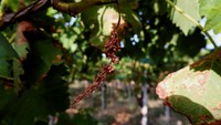 Dilansir Reuters, Jumat (15/9/2023), melalui lembaga pertanian Italia menyebut sebanyak 12% kebun anggur mengalami gagal panen. Jamur plasmopara viticola menjadi biang keroknya.