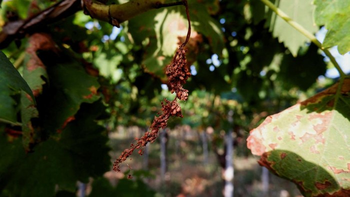 ITALY-WINE/FUNGUS Grape leaves damaged by fungus favoured by a combination of drought followed by torrential spring rain are pictured in San Paolo di Civitate, Italy July 18, 2023. REUTERS/Romolo Tosiani