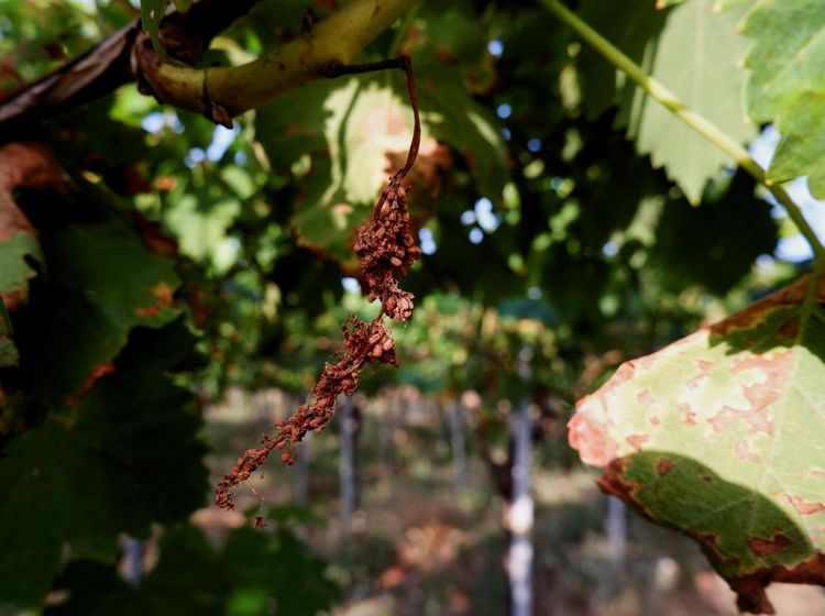 Serangan Jamur Bikin Kebun Anggur di Italia Gagal Panen