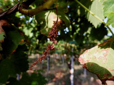 Serangan Jamur Bikin Kebun Anggur di Italia Gagal Panen