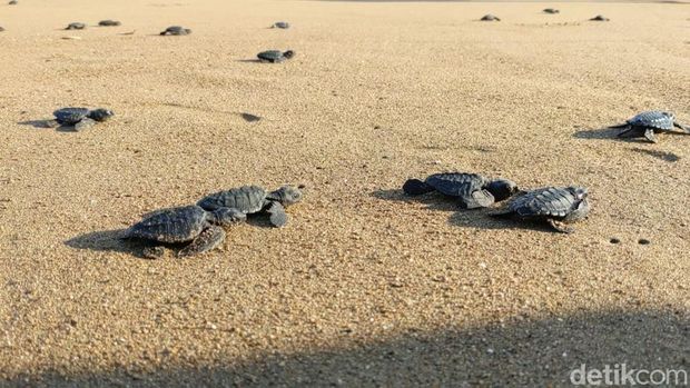 Keindahan panorama Pantai Taman Kili-kili Trenggalek tempat penyu bertelur