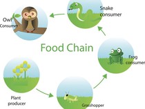 5 Contoh Jaring-jaring Makanan beserta Tujuannya