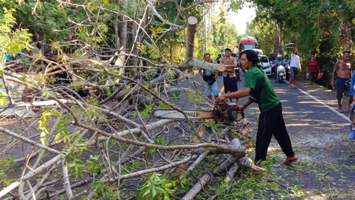 Warga mengevakuasi pohon santen yang tumbang di jalur Amlapura-Denpasar, tepatnya di wilayah Desa Antiga Kelod, Kecamatan Manggis, Kabupaten Karangasem, Bali, Jumat sore (15/9/2023). (Dok. Kelian Banjar Pangitebel I Gede Darma)