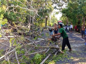 Pohon Santen Tumbang, Jalur Amlapura-Denpasar Macet 2 Kilometer