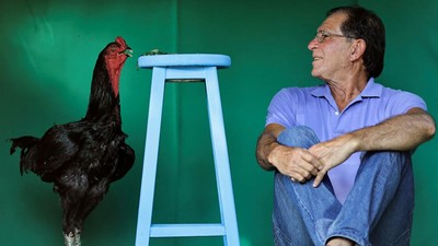 Wujud Ayam Raksasa di Brasil yang Tingginya Mencapai 1,2 Meter