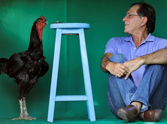 Wujud Ayam Raksasa di Brasil yang Tingginya Mencapai 1,2 Meter A 'normal' size chicken is seen beside a Giant Indian Urubu rooster named Varapau at the Avicultura Gigante, which breeds giant roosters for small-scale meat production and ornamental purposes, in Formosa, Goias State, Brazil September 1, 2023. REUTERS/Ueslei Marcelino