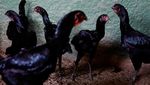 Wujud Ayam Raksasa di Brasil yang Tingginya Mencapai 1,2 Meter