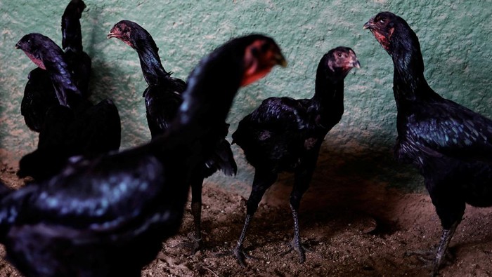 Wujud Ayam Raksasa di Brasil yang Tingginya Mencapai 1,2 Meter A 'normal' size chicken is seen beside a Giant Indian Urubu rooster named Varapau at the Avicultura Gigante, which breeds giant roosters for small-scale meat production and ornamental purposes, in Formosa, Goias State, Brazil September 1, 2023. REUTERS/Ueslei Marcelino