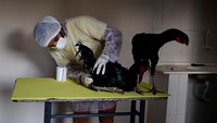 Perusahaan Avicultura Gigante milik Braz mengkhususkan diri dalam pembiakan dan seleksi Ayam India Raksasa, demikian sebutan mereka di Brasil, eksportir ayam terbesar di dunia dan rumah bagi pengepakan daging besar termasuk BRF dan JBS.
