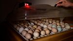 Wujud Ayam Raksasa di Brasil yang Tingginya Mencapai 1,2 Meter