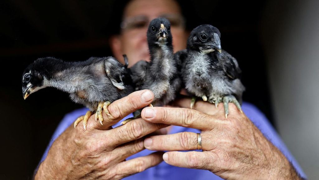 Wujud Ayam Raksasa Di Brasil Yang Tingginya Mencapai 1 2 Meter Wujud Ayam Raksasa Di Brasil Yang Tingginya Mencapai 1 2 Meter