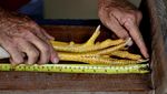 Wujud Ayam Raksasa di Brasil yang Tingginya Mencapai 1,2 Meter