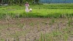 Kemarau, Sawah di Banten Retak-retak