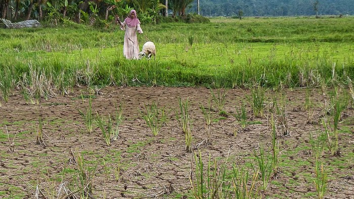Warga menggembala kambing miliknya di lahan sawah yang mengalami kekeringan di Patia, Pandeglang, Banten, Jumat (15/9/2023). Dinas Pertanian Provinsi Banten mencatat hingga awal September luas lahan sawah yang mengalami puso akibat kekeringan di Banten sebanyak 118,9 hektare sawah dan dinyatakan status tanggap darurat kekeringan. ANTARA FOTO/Muhammad Bagus Khoirunas/Spt.