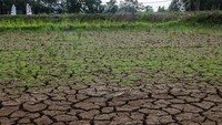 Pengendara motor melintas di sekitar sawah yang mengalami kekeringan di Patia, Pandeglang, Banten, Jumat (15/9/2023).