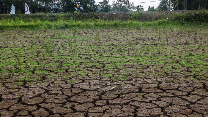 Warga menggembala kambing miliknya di lahan sawah yang mengalami kekeringan di Patia, Pandeglang, Banten, Jumat (15/9/2023). Dinas Pertanian Provinsi Banten mencatat hingga awal September luas lahan sawah yang mengalami puso akibat kekeringan di Banten sebanyak 118,9 hektare sawah dan dinyatakan status tanggap darurat kekeringan. ANTARA FOTO/Muhammad Bagus Khoirunas/Spt.