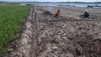 Warga menanami dasar waduk yang mengering dengan tanaman padi, kacang, cabai hingga ketela. 