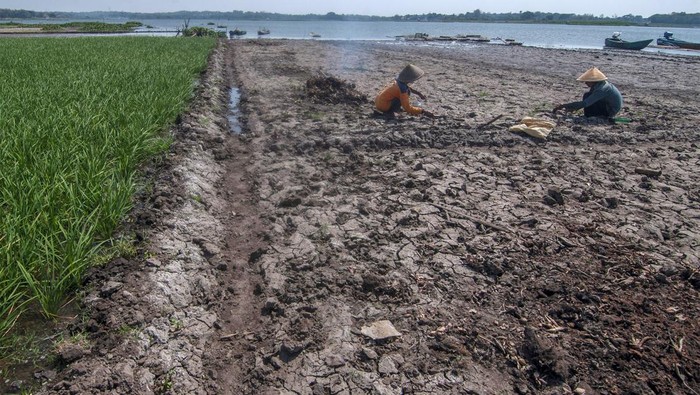 Warga menanam benih kacang pada lahan di Waduk Cengklik, Ngemplak, Boyolali, Jawa Tengah, Jumat (15/9/2023). Warga memanfaatkan pinggiran Waduk Cengklik yang surut sebagai lahan pertanian untuk ditanami padi, kacang, cabai dan ketela sehingga menambah perekonomian mereka. ANTARA FOTO/Aloysius Jarot Nugroho/Spt.