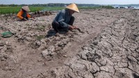 Warga bercocok tanam di Waduk Cengklik yang surut akibat musim kemarau. 