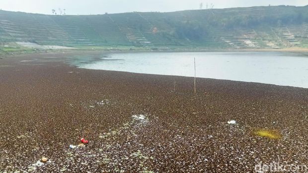 Kondisi Telaga Merdada di dataran tinggi Dieng mongering saat musim kemarau, Sabtu (16/9/2023). Banyak petani kentang menyedot air dari telaga.