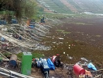 Mengering, Telaga Merdada Jadi Tumpuan Petani Kentang Dieng saat Kemarau