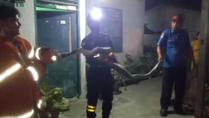 Petugas Damkar menunjukkan ular piton yang dievakuasi dari kandang ayam rumah warga.