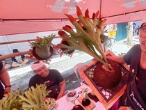 Cuan dari Budidaya Simbar Menjangan, Harganya Bisa Jutaan