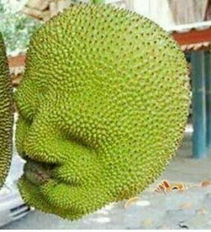Unik! Sayur dan Buah Ini Bentuknya Mirip Wajah Manusia hingga Hewan