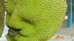 Unik! Sayur dan Buah Ini Bentuknya Mirip Wajah Manusia hingga Hewan