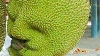  Kalau buah nangka ini, bentuknya seperti kepala manusia. Buah nangka ini juga dilengkapi dengan guratan hidung, mata, hingga mulut yang tengah cemberut! Foto: Pool/Site