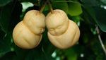 Unik! Sayur dan Buah Ini Bentuknya Mirip Wajah Manusia hingga Hewan