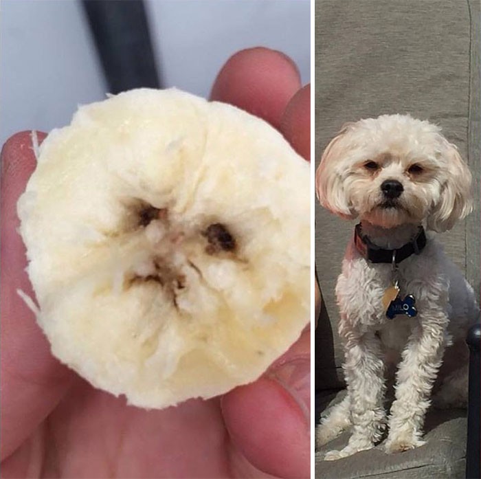 Unik! Sayur dan Buah Ini Bentuknya Mirip Wajah Manusia hingga Hewan