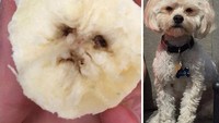 Siapa sangka di balik irisan buah pisang ini ada bentuk wajah yang mirip dengan wajah anjing. Foto: Pool/Site