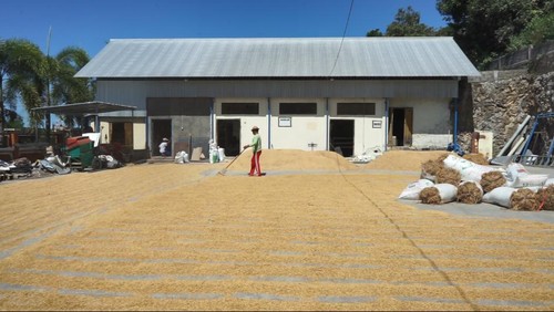 Produksi beras lokal oleh KUD di Kabupaten Klungkung dimana berasnya dijual lebih murah dari harga pasaran saat ini, Minggu (17/9/2023).