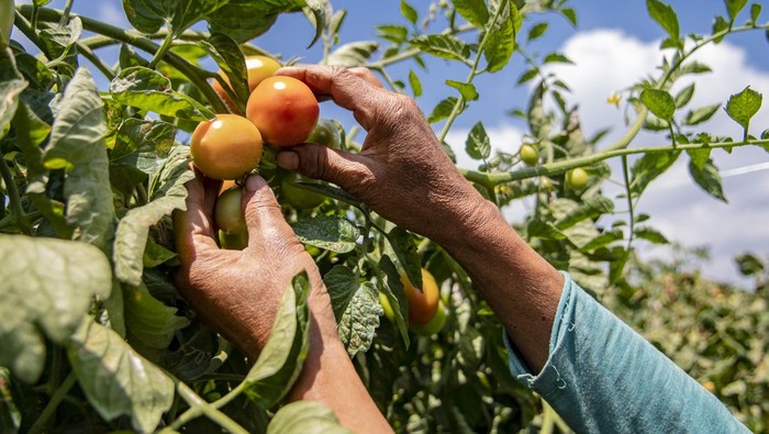 Kemarau Panjang Bikin Panen Tomat Menurun Petani tomat melihat hasil tanamannya di Desa Gambung, Bandung, Jawa Barat, Sabtu (16/9/2023). Produksi tomat di beberapa wilayah Indonesia mengalami penurunan dan mengalami gagal panen akibat kemarau panjang, diantaranya Flores Timur dan Minahasa Sulawesi Utara. ANTARA FOTO/Muhammad Adimaja/Spt.