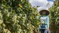 Adapun wilayah yang mengalami penurunan hingga gagal panen diantaranya Flores Timur dan Minahasa Sulawesi Utara. 