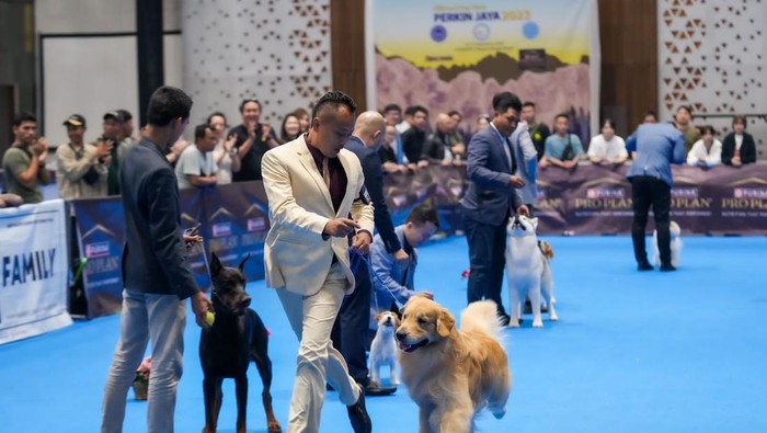 Kontes anjing