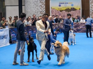 Melihat Kontes Anjing di Bogor, Cakep-cakep!