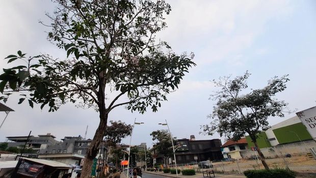 Tabebuya di Jalan Kemang Raya