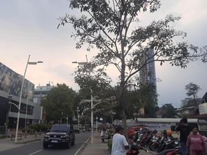 Kemang Raya Ramai Didatangi Warga yang Penasaran dengan Bunga Tabebuya