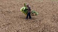 BNPB mencatat sebanyak 28 kecamatan yang tersebar di 11 kabupaten di wilayah Jawa Barat mengalami bencana hidrometeorologi kekeringan.