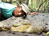Kisah Nyata Persahabatan Buaya Riska dan Manusia di Kalimantan