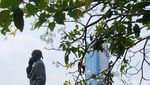 Cantiknya Bunga Tabebuya Bermekaran di Jalan Sudirman Jakarta