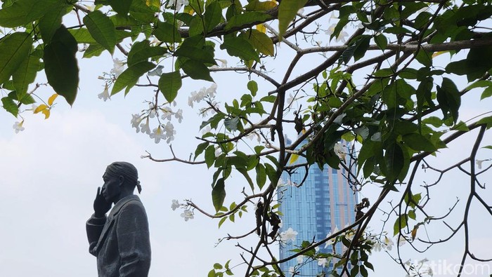 Bunga Tabebuya di Jalan Sudirman Jakarta Warga berjalan di dekat bunga tabebuya (chrysotricha) yang bermekaran di Jalan Jenderal Sudirman, Jakarta, Senin (18/9/2023). Bunga dari pohon Tabebuya yang berasal dari Brazil itu bermekaran dan menambah keindahan kota. Bunga tersebut mampu bertahan satu hingga 2 pekan sebelum rontok.