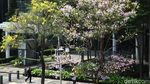 Cantiknya Bunga Tabebuya Bermekaran di Jalan Sudirman Jakarta