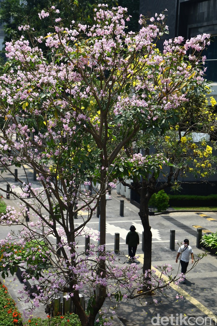 Bunga Tabebuya di Jalan Sudirman Jakarta Warga berjalan di dekat bunga tabebuya (chrysotricha) yang bermekaran di Jalan Jenderal Sudirman, Jakarta, Senin (18/9/2023). Bunga dari pohon Tabebuya yang berasal dari Brazil itu bermekaran dan menambah keindahan kota. Bunga tersebut mampu bertahan satu hingga 2 pekan sebelum rontok.