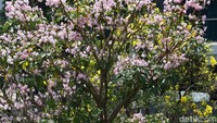 Tabebuya sendiri merupakan jenis pohon besar yang bunganya mekar setahun sekali menjelang datangnya musim hujan. Banyak yang mengira, bunga Tabebuya berasal dari Jepang karena bentuknya mirip Sakura. Namun ternyata Tabebuya merupakan pohon asli Brasil yang banyak ditanam di daerah beriklim kering.  