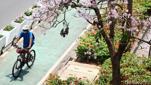 Cantiknya Bunga Tabebuya Bermekaran di Jalan Sudirman Jakarta