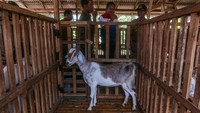 Bupati Boyolali M Said Hidayat bersama Area Manager Communication, Relations, and Corporate Social Responsibility Regional Jawa Bagian Tengah PT Pertamina Patra Niaga Brasto Galih Nugroho juga melihat peternakan kambing di kawasan edukasi pertanian dan peternakan inklusi.
